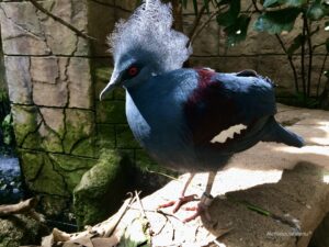 Exotic bird at Bird Kingdom, Niagara Falls, Ontario